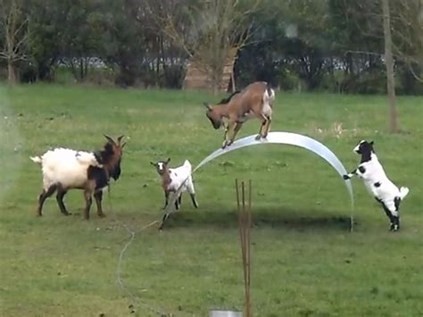 goats playing on sheet metal|Balancing goats .